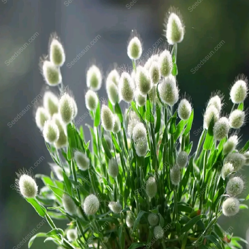 Rabbit Tail Grass Seeds-Easy to sow and bloom in all seasons