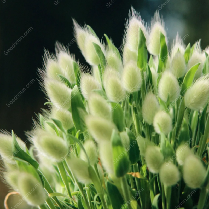 Rabbit Tail Grass Seeds-Easy to sow and bloom in all seasons