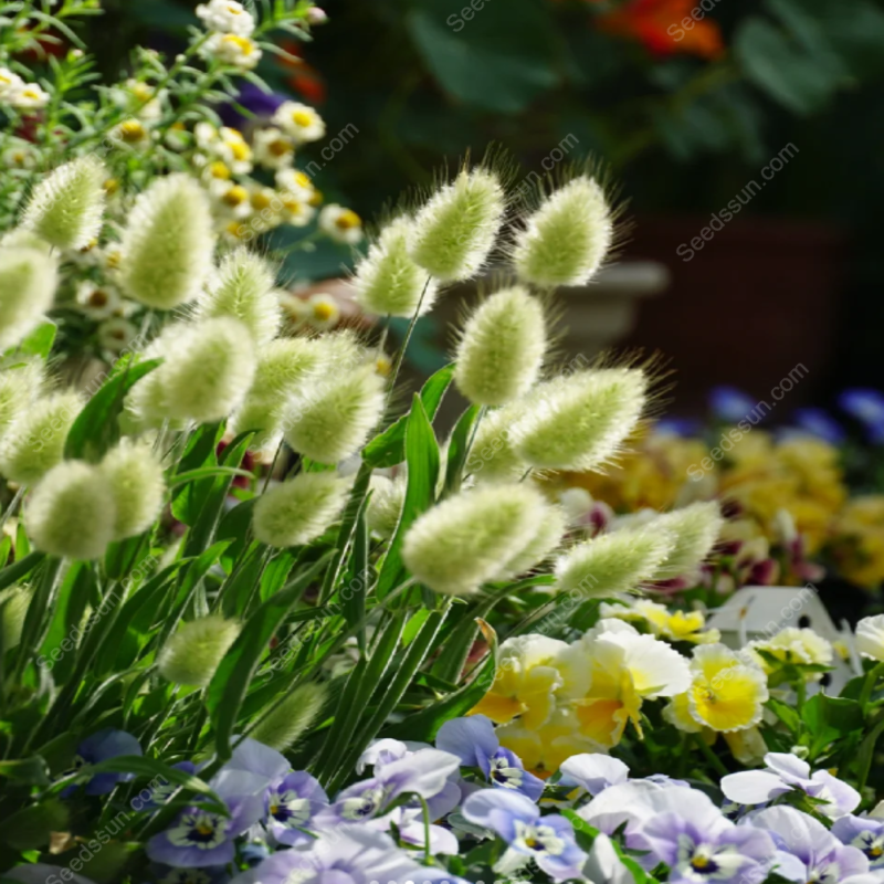 Rabbit Tail Grass Seeds-Easy to sow and bloom in all seasons