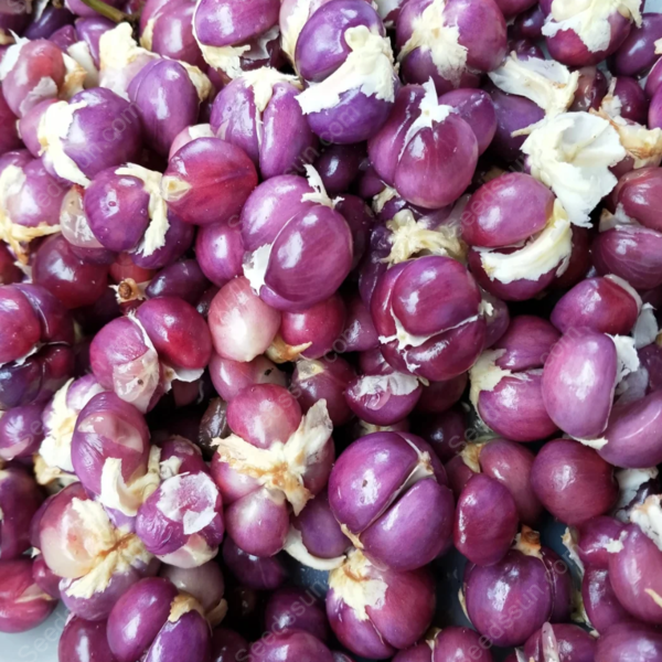 Wood milk fruit seeds