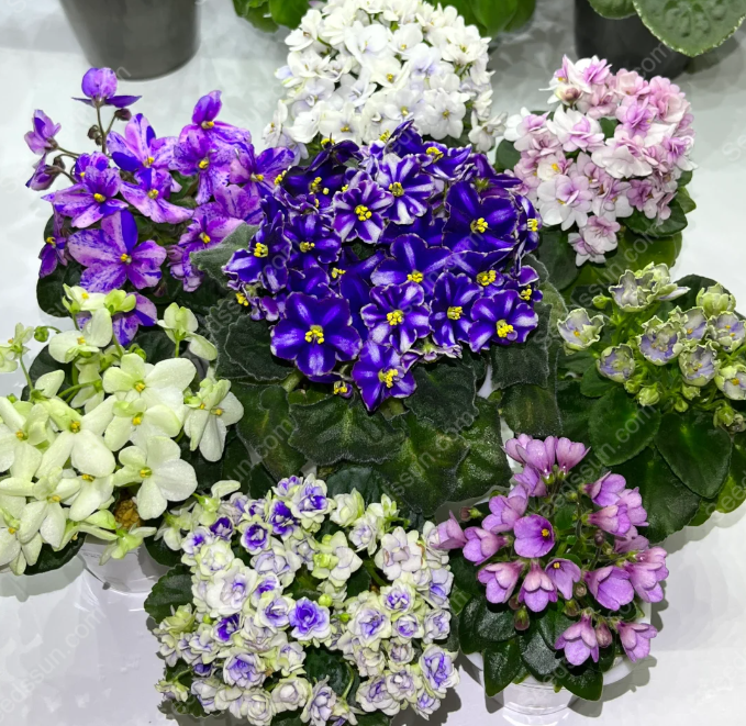 African Violet Seeds