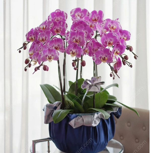 Treasure Map Phalaenopsis Seeds