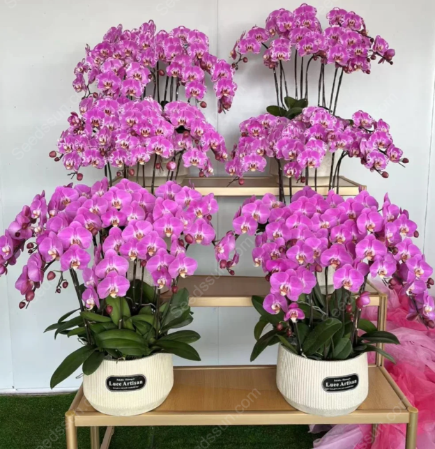 Treasure Map Phalaenopsis Seeds