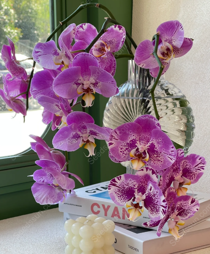 Treasure Map Phalaenopsis Seeds