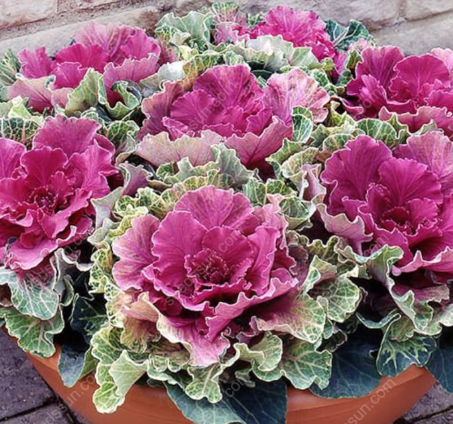 Brassica oleracea var. acephala Seeds