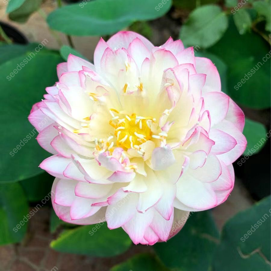 Nymphaea tetragona Seeds🪷【7 days germination】Last Day Sale - 60% OFF
