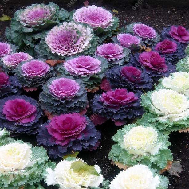 Brassica oleracea var. acephala Seeds