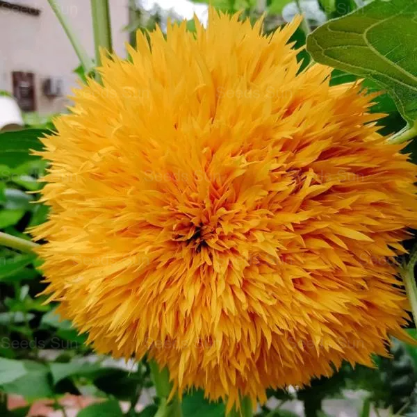 50 Seeds Teddy Bear Sunflower