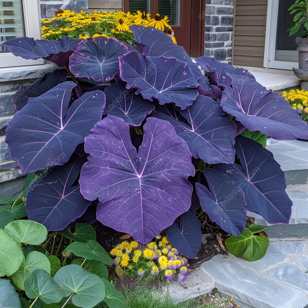 Giant Caladium Seeds