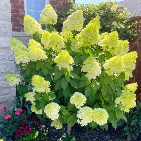 Rare Hydrangea Seeds