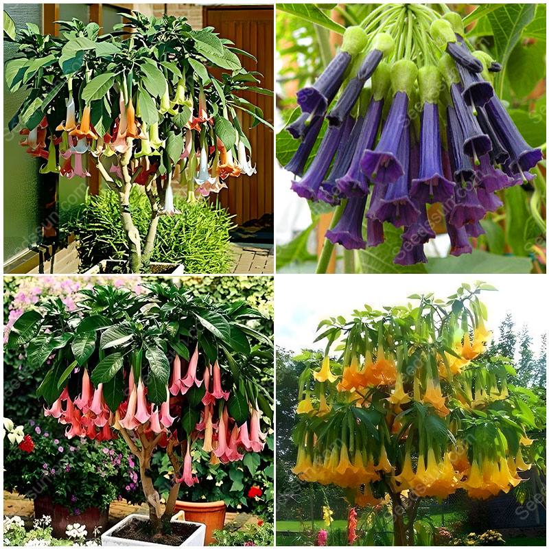 Datura Stramonium Seeds