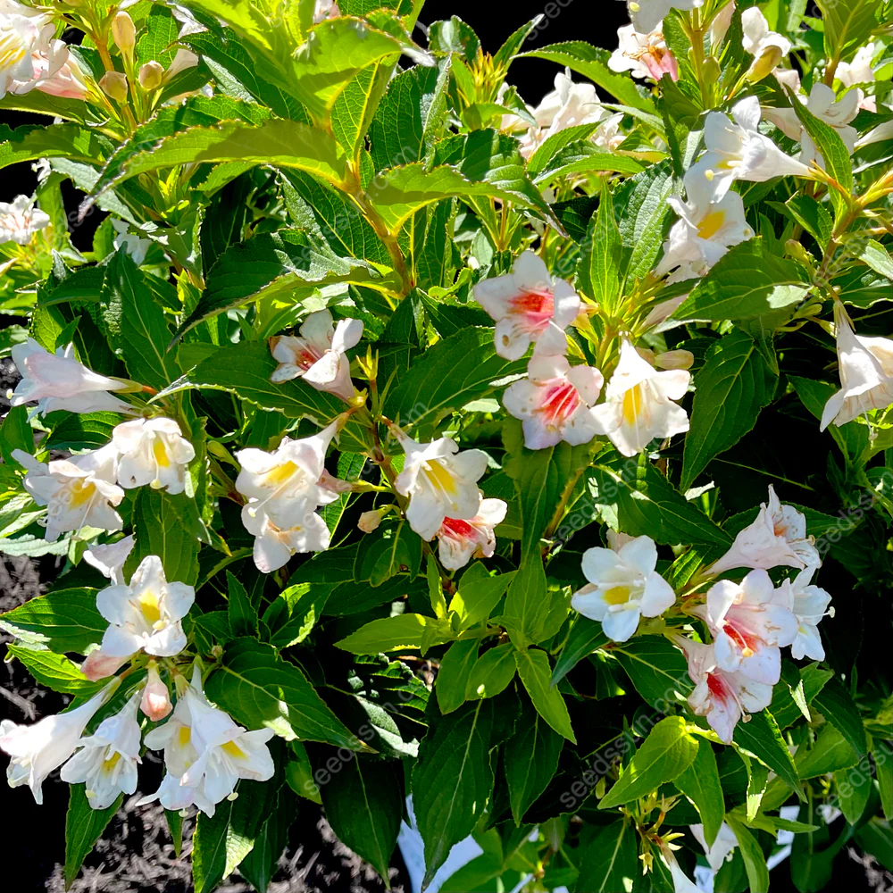 Weigela Florida Seeds