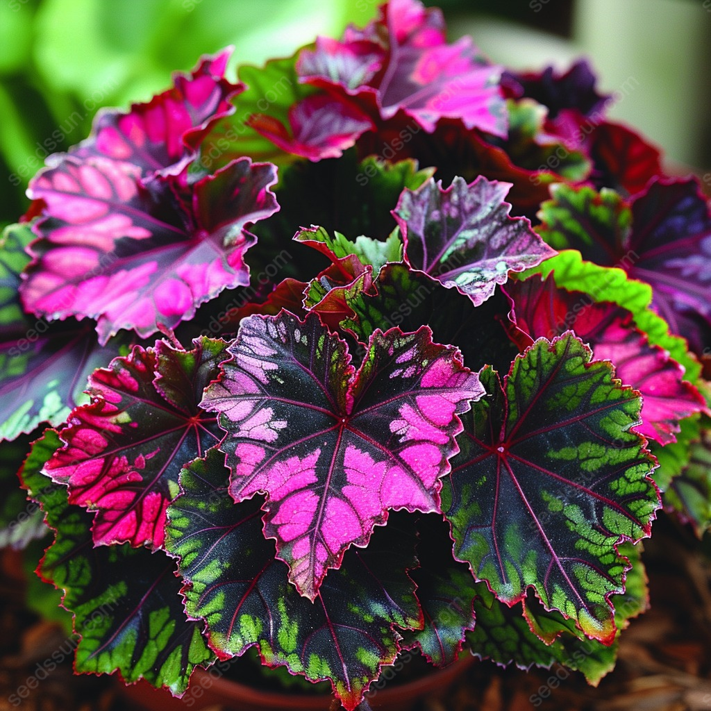 Colored Caladium Seeds