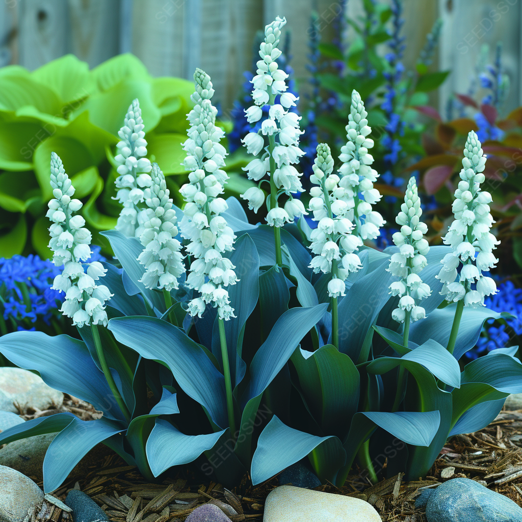 Lily of the Valley Blue Wonder Seeds