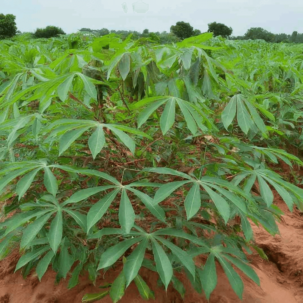 Giant Cassava Seeds