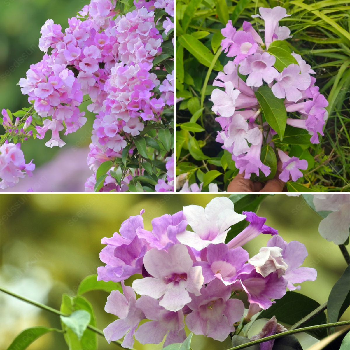 Mansoa Alliacea Seeds