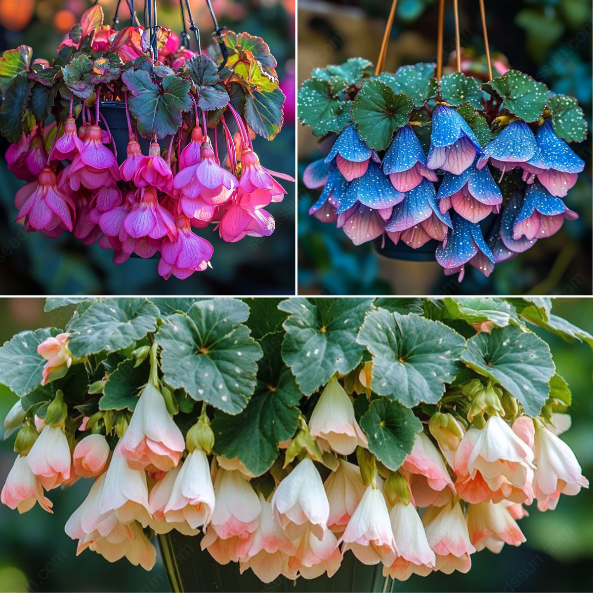 Weeping Begonia Seeds
