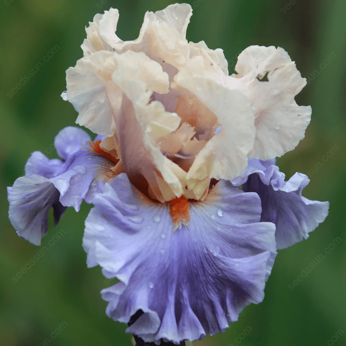 Iris - Easy to Grow Perennial-Flower Bulbs