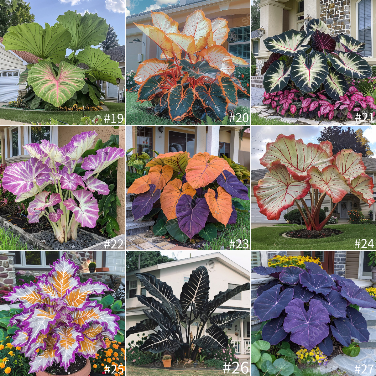 Giant Caladium Seeds