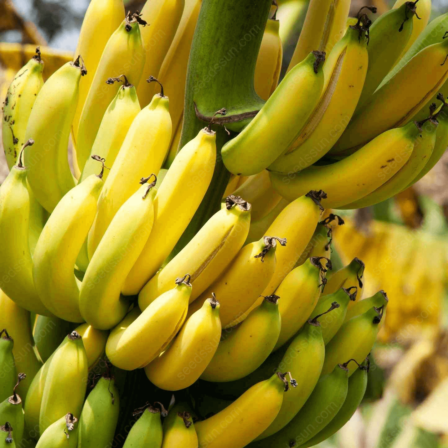Banana Seeds
