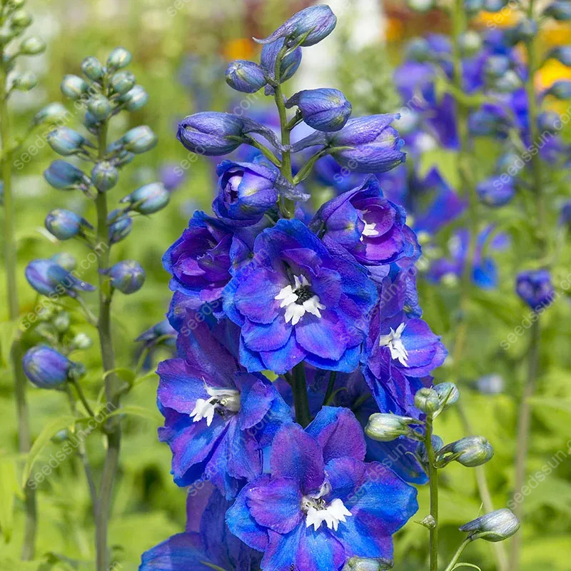 Delphinium Elatum Seeds