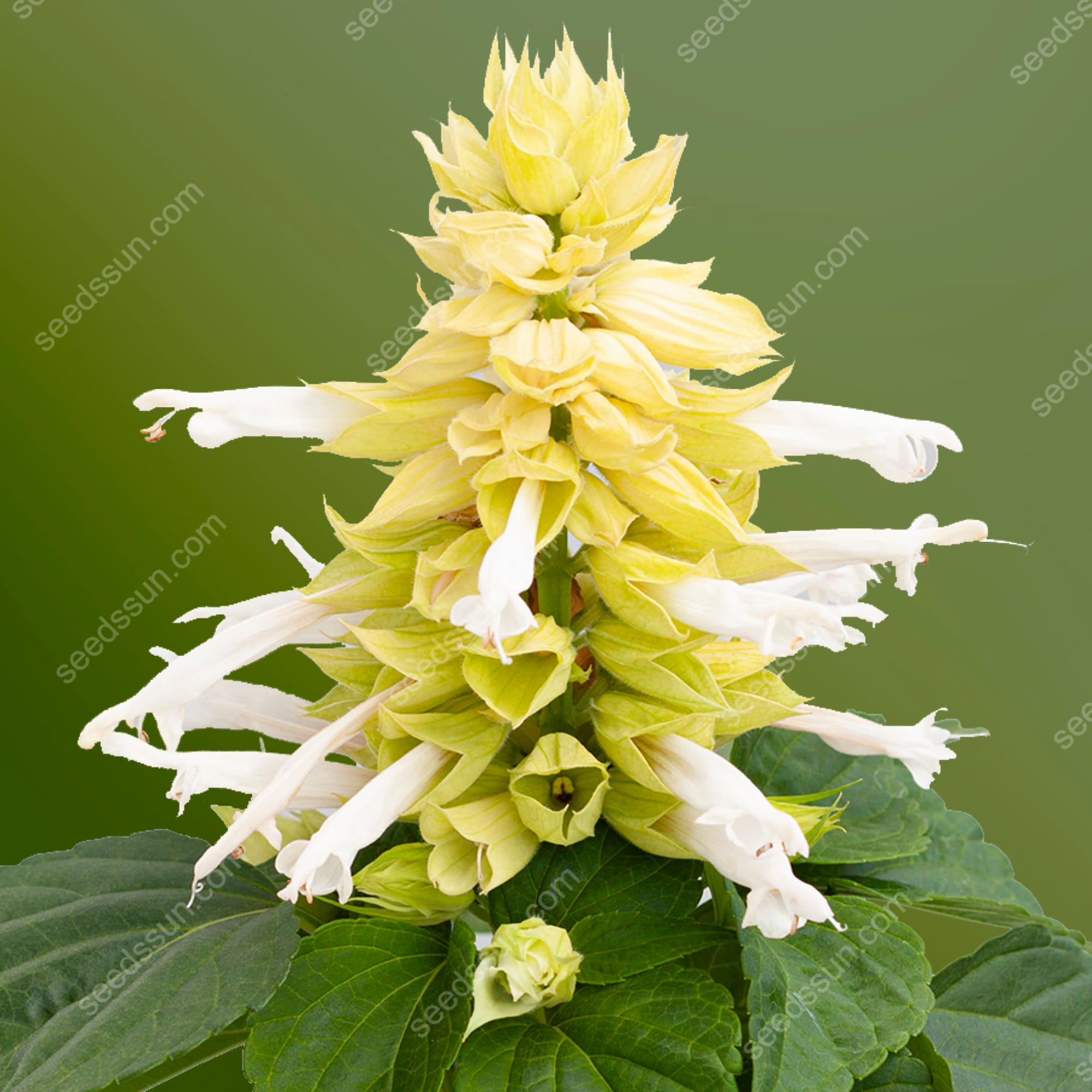 Salvia Splendens Seeds