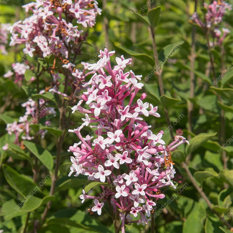 Syringa Vulgaris Seeds💜Last Day Sale - 60% OFF🔥