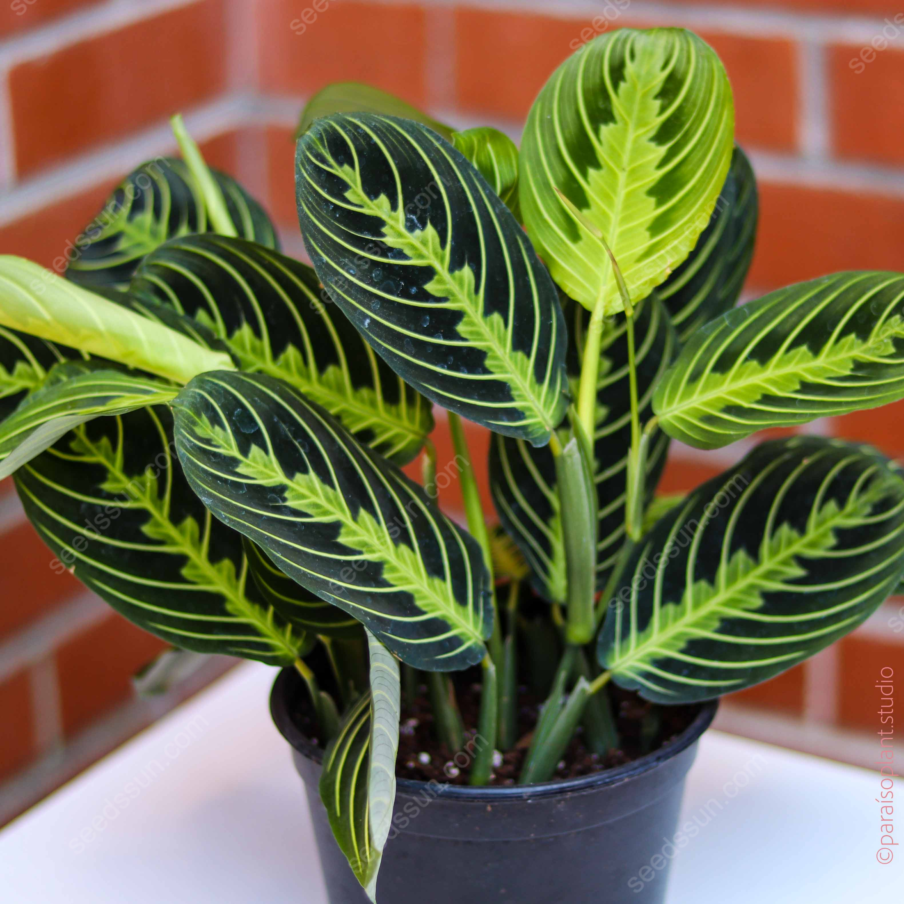Maranta Seeds