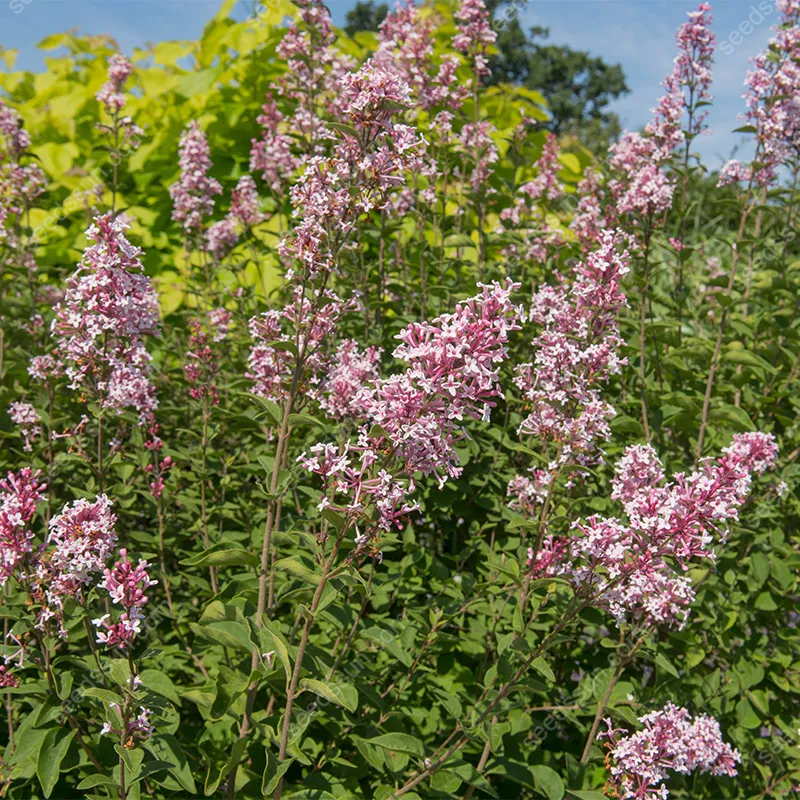 Syringa Vulgaris Seeds💜Last Day Sale - 60% OFF🔥