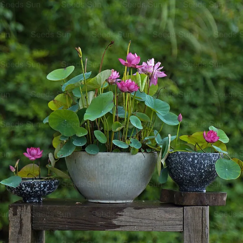 Soilless Hydroponics For Easy Cultivation - Bowl Lotus Seeds