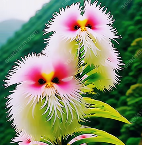 Cat Face Flower Seeds