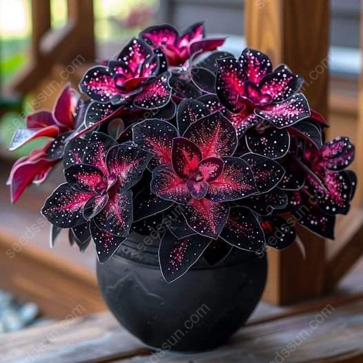 Night Sky Coleus Seeds