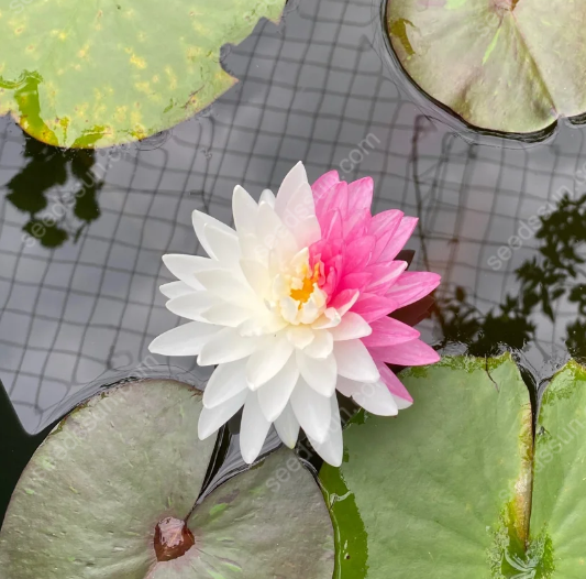 Nymphaea 'James Brydon' Seeds
