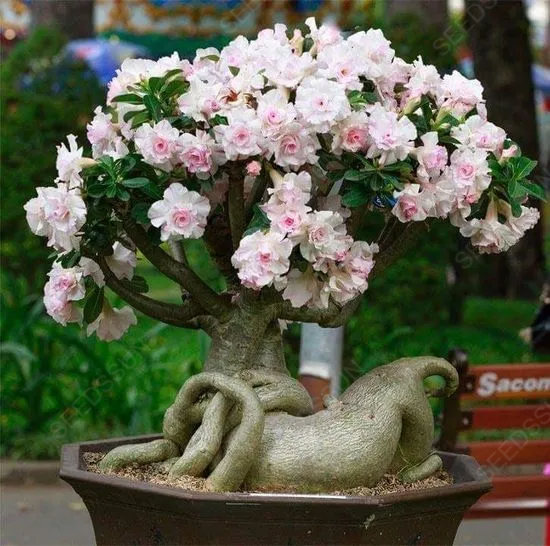 Desert Rose Seeds
