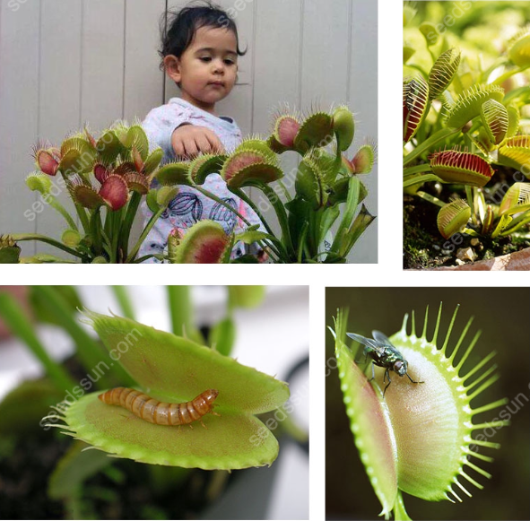 VENUS FLYTRAP SEEDS, PLANT SEEDS, INSECTIVOROUS PLANT