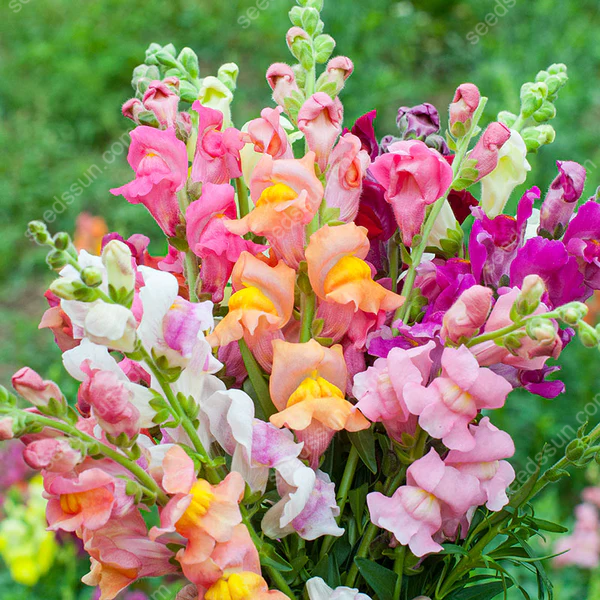 Antirrhinum majus Seeds