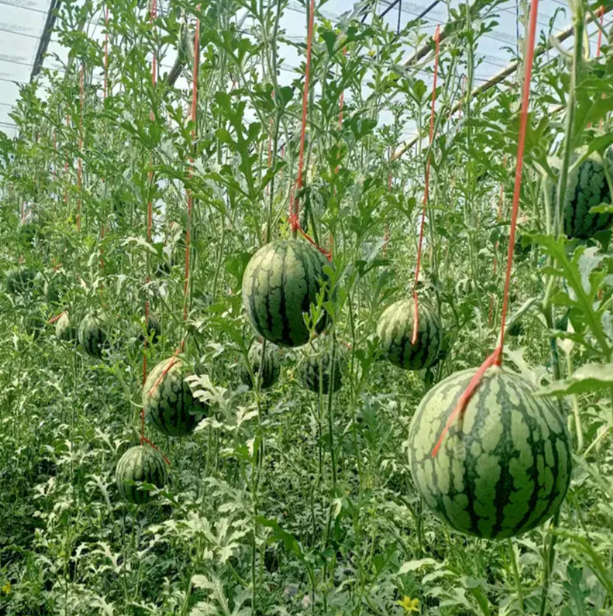 Watermelon Seeds🍉Last Day Sale - 60% OFF