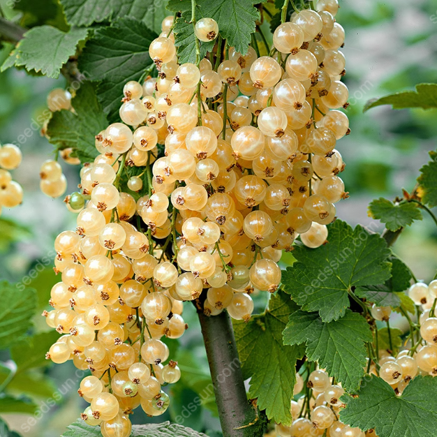 Currant Seeds