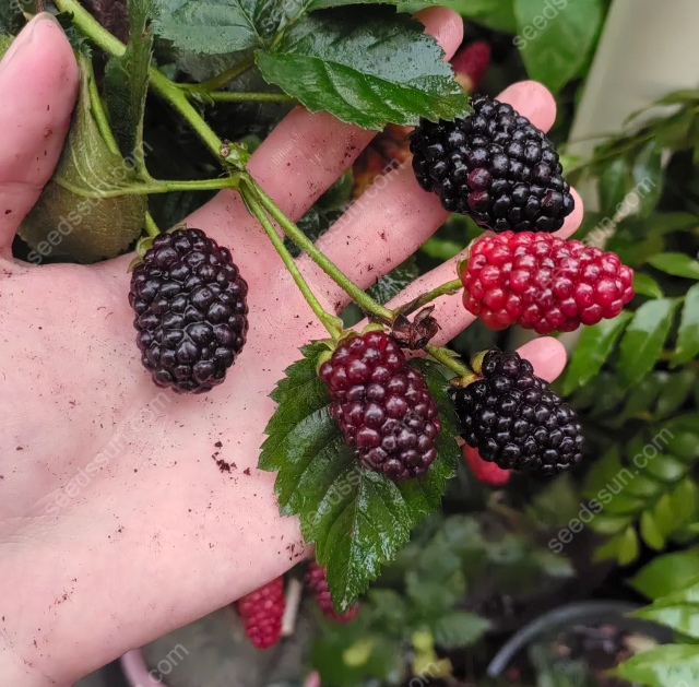 Giant Blackberry Seeds