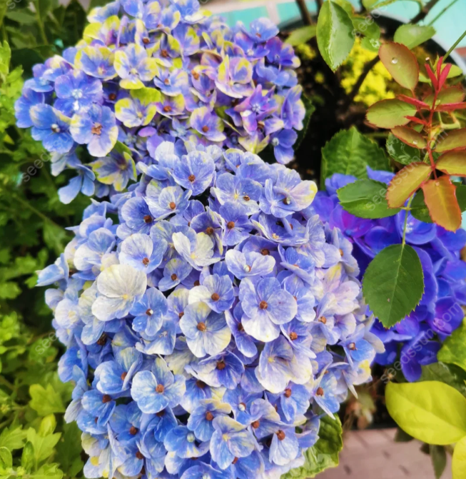 Rare Hydrangea Seeds