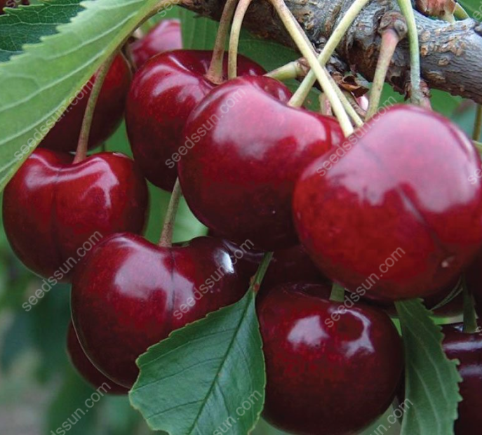 Prunus avium Sweet Cherry Seeds
