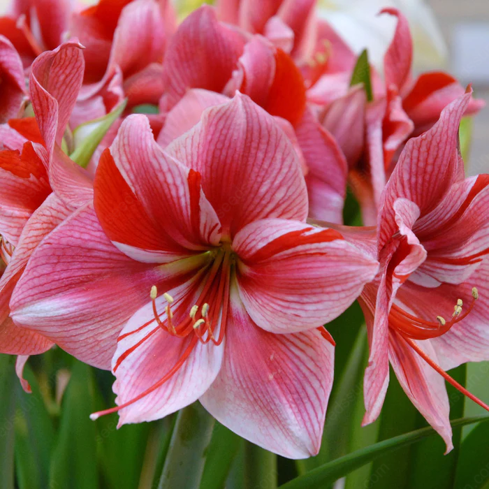 Amaryllis Gervase
