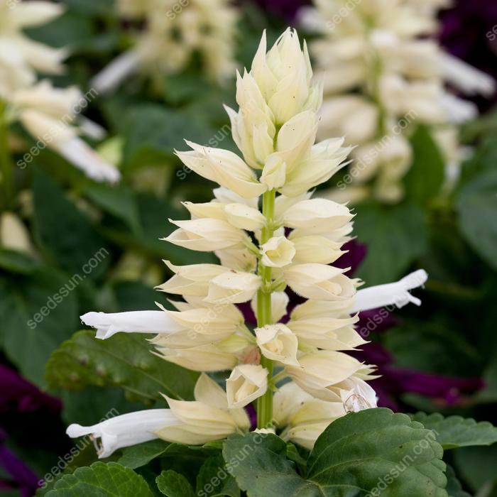 Salvia Splendens Seeds