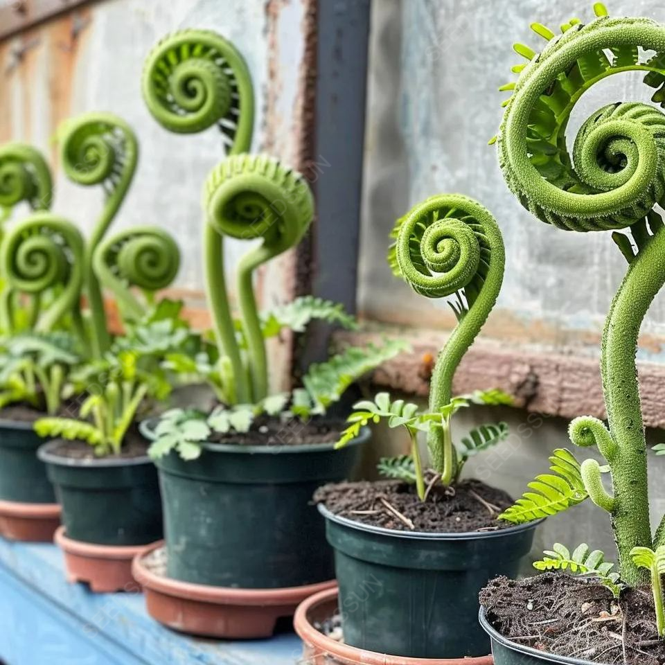 Curly 'Frizzle Sizzle' Flower Seeds