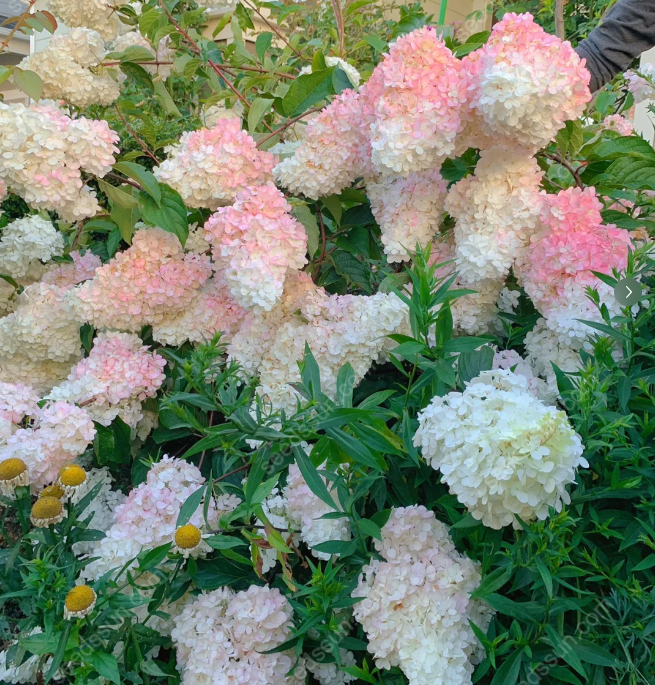 Rare Hydrangea Seeds