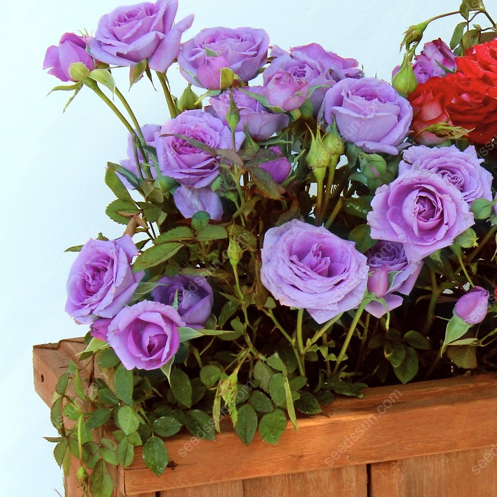 Miniature Rose Seeds 