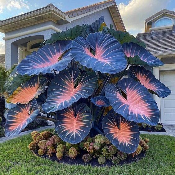 Giant Caladium Seeds