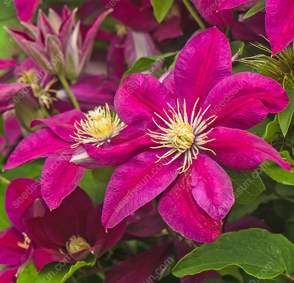 50 Pcs Clematis Flower Seeds Perennial Vines Climbing Clematis Plant Seed Garden Decoration