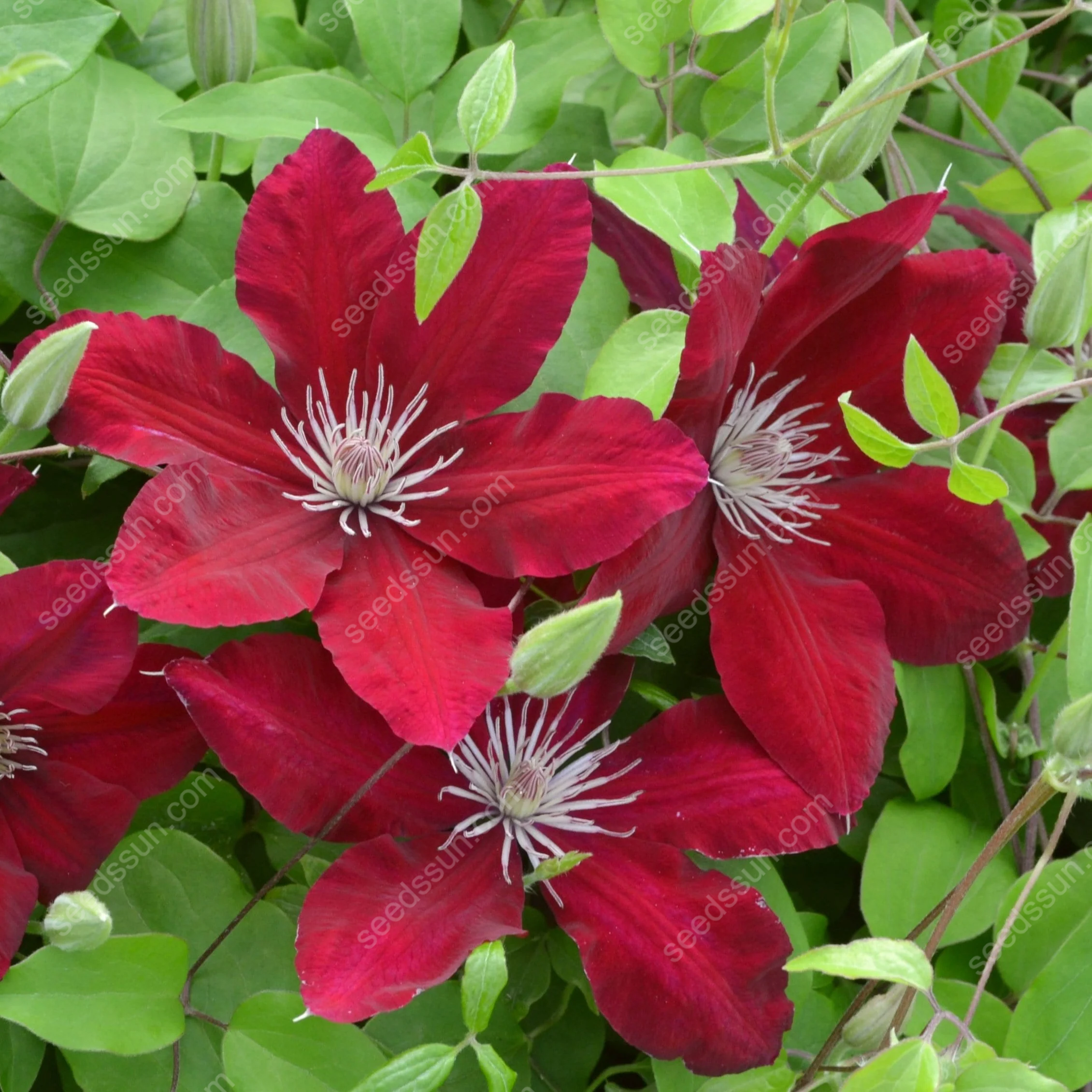 50 Pcs Clematis Flower Seeds Perennial Vines Climbing Clematis Plant Seed Garden Decoration