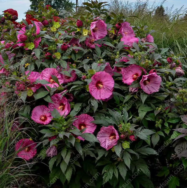 Hibiscus seeds-easy to grow indoor balcony potted flowers